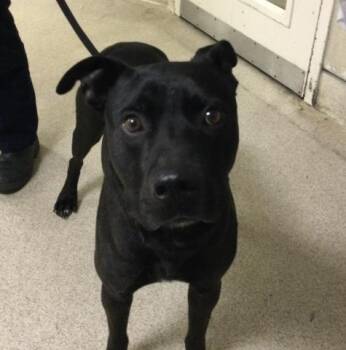 Pit Bull Terrier Dogs Available for Adoption in Riverside, California - T-BONE | PetCurious