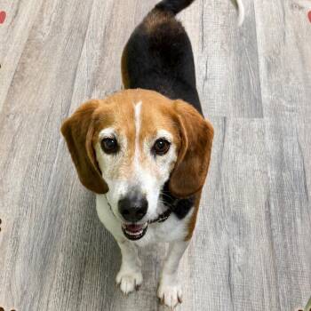 Zippo -  Beagle Dog for Adoption in Stoughton, Massachusetts - Zippo | PetCurious