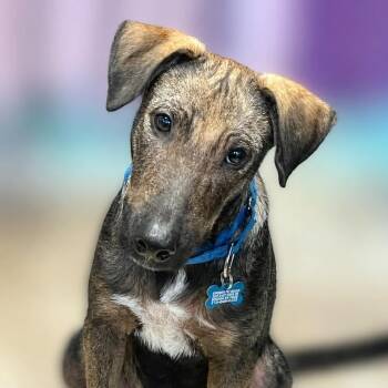 Thurman -  Italian Greyhound and Shepherd Dog for Adoption in Boerne, Texas - Thurman | PetCurious