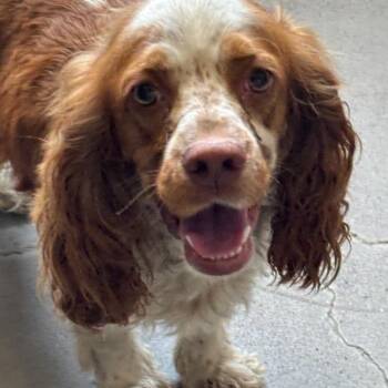 Freckles A2292902 -  Cocker Spaniel Dog for Adoption in Los Angeles, California - Freckles A2292902 | PetCurious