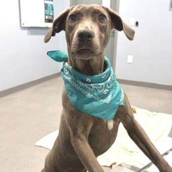 Weimaraner Dogs Available for Adoption - Glacier | PetCurious
