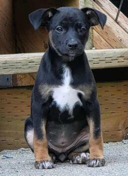 Rescue Pit Bull Terrier and Chihuahua Dogs for Adoption in Silvana, Washington - Roma (Italy Litter) | PetCurious