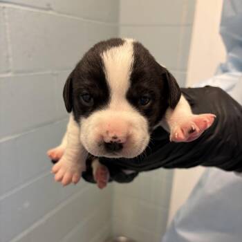 Basset Hound Dogs Available for Adoption in Loxahatchee Groves, Florida - REPUNZEL 5764 | PetCurious