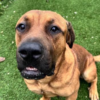 Remus -  Mastiff and Mixed Breed Dog for Adoption in Chicago, Illinois - Remus | PetCurious
