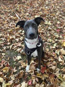 Rescue Mixed Breed Dogs for Adoption in Mount Royal, Quebec - Havana | PetCurious