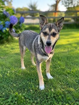 MUFFIN -  Husky Dog for Adoption in Fosters, Alabama - MUFFIN | PetCurious