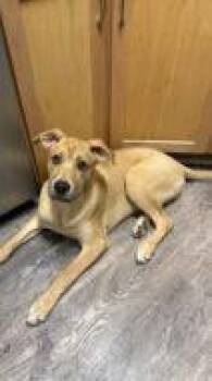 Labrador Retriever and Mixed Breed Dogs Available for Adoption in West Chester, Pennsylvania - Shiloh | PetCurious