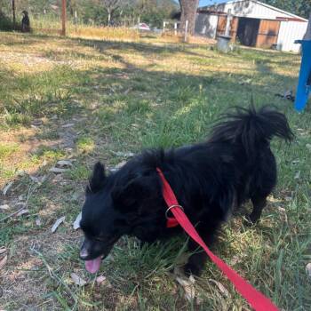 Phoenix -  Chihuahua Dog for Adoption in Sonoma, California - Phoenix | PetCurious