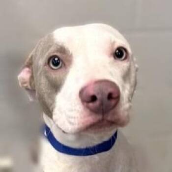 Blanca -  Pit Bull Terrier Dog for Adoption in Brenham, Texas - Blanca | PetCurious