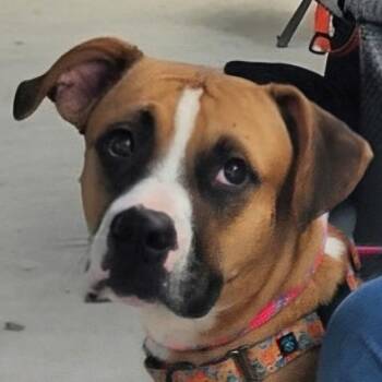 Poppy -  Boxer and Mixed Breed Dog for Adoption in Corpus Christi, Texas - Poppy | PetCurious