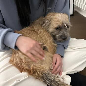 Terrier Dogs Available for Adoption in New York, New York - Jack | PetCurious