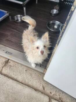 Rocky -  Maltese and Terrier Dog for Adoption in Severance, Colorado - Rocky | PetCurious