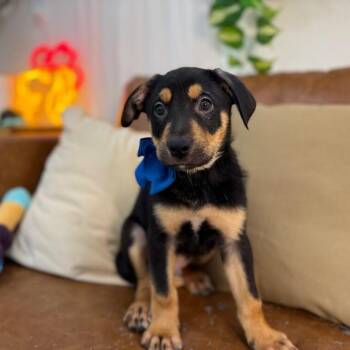 Shepherd and Labrador Retriever Dogs Available for Adoption in Friendswood, Texas - Barbarian DnD | PetCurious