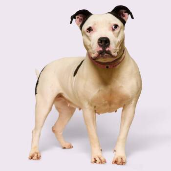 KB -  Mixed Breed Dog for Adoption in Bartlett, Tennessee - KB | PetCurious