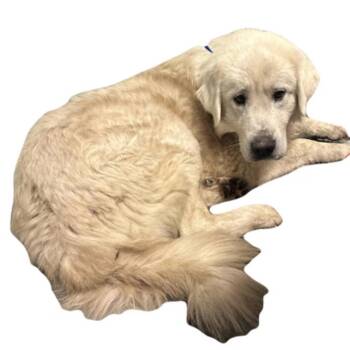 Kumo -  Great Pyrenees Dog for Adoption in Red Bluff, California - Kumo | PetCurious