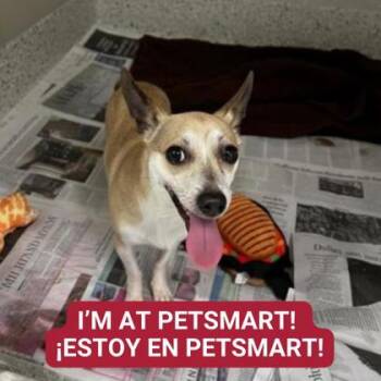 Rescue Mixed Breed and Chihuahua Dogs for Adoption in Carrollton, Texas - Antwan | PetCurious