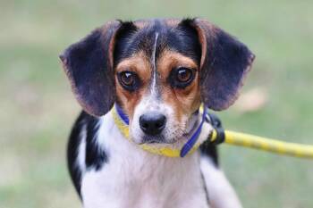 Squirrel -  Beagle Dog for Adoption in Meherrin, Virginia - Squirrel | PetCurious