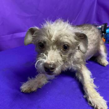 Opal 3 -  Terrier and Mixed Breed Dog for Adoption in North Myrtle Beach, South Carolina - Opal 3 | PetCurious