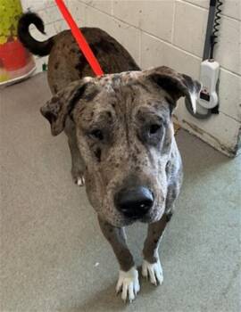 Catahoula Leopard Dog Dogs Available for Adoption in San Bernardino, California - WADE | PetCurious