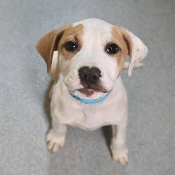 Pointer Dogs Available for Adoption in Briarcliff Manor, New York - Tyler **available At Offsite Adoption Event On Sunday, 4/26* Ple | PetCurious