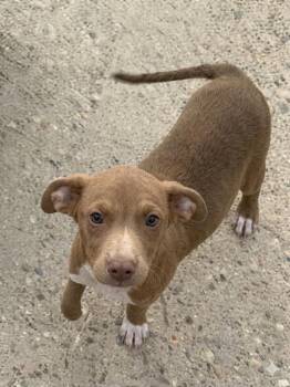 Colby -  Mixed Breed Dog for Adoption in Taycheedah, Wisconsin - Colby | PetCurious