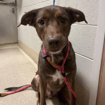 Gunner -  Labrador Retriever and German Shepherd Dog Dog for Adoption in Bristol, Indiana - Gunner | PetCurious