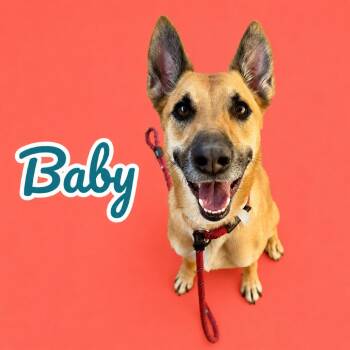 Baby -  German Shepherd Dog Dog for Adoption in Scottsdale, Arizona - Baby | PetCurious