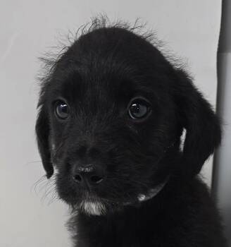 Border Collie and Spaniel Dogs Available for Adoption - Zenwood | PetCurious