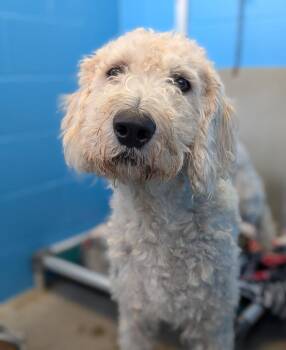 Hunter -  Labrador Retriever and Poodle Dog for Adoption in Defiance, Ohio - Hunter | PetCurious