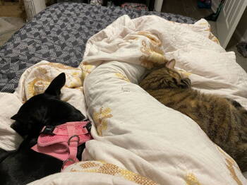 Rescue Chihuahua and Dachshund Dogs for Adoption in The Woodlands, Texas - Monica | PetCurious