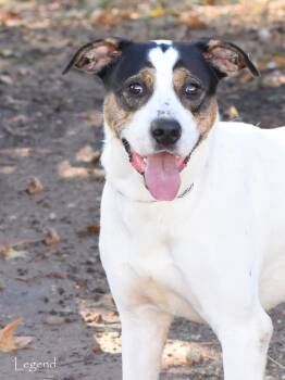 Rescue Coonhound Dogs for Adoption in Houston, Texas - Legend | PetCurious