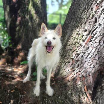 Buddy -  Mixed Breed and Terrier Dog for Adoption in Port Charlotte, Florida - Buddy | PetCurious