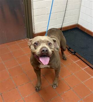 A884993 -  Pit Bull Terrier Dog for Adoption in Camarillo, California - A884993 | PetCurious