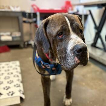 Cane Corso Dogs Available for Adoption in Hoffman Estates, Illinois - Marc | PetCurious