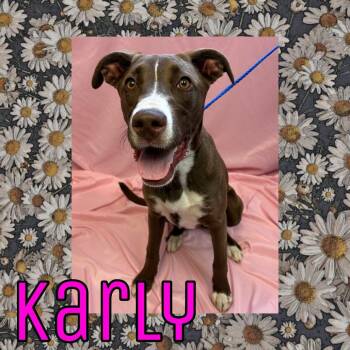 Karly -  Chocolate Labrador Retriever and Mixed Breed Dog for Adoption in Royse City, Texas - Karly | PetCurious
