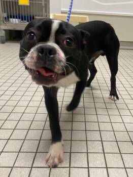 Baked Beans -  Boston Terrier Dog for Adoption in Fall River, Massachusetts - Baked Beans | PetCurious