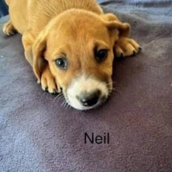 Neil (N Litter) -  Mixed Breed Dog for Adoption - Neil (N Litter) | PetCurious