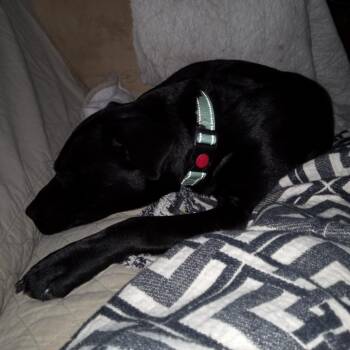 Basalt -  Black Labrador Retriever and Mixed Breed Dog for Adoption in San Antonio, Texas - Basalt | PetCurious