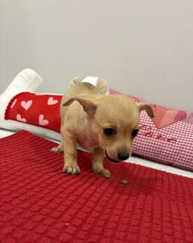 Chihuahua and Mixed Breed Dogs Available for Adoption - Lindy | PetCurious
