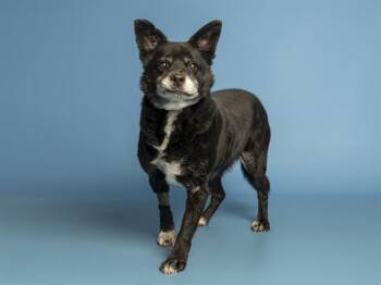 Chihuahua Dogs Available for Adoption in Phoenix, Arizona - JOEY | PetCurious