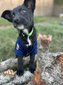 German Shepherd Dog Dogs Available for Adoption - Mave  | PetCurious