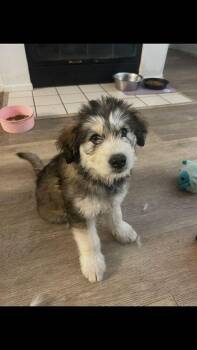 Husky and Goldendoodle Dogs Available for Adoption in Los Angeles, California - Kodak | PetCurious
