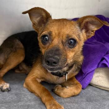Sally -  Chihuahua Dog for Adoption in Bronson, Florida - Sally | PetCurious