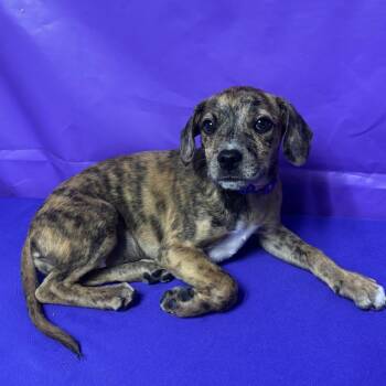 Turtle -  Bluetick Coonhound and Catahoula Leopard Dog Dog for Adoption in North Myrtle Beach, South Carolina - Turtle | PetCurious