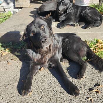 Flat Coated Retrievers (both 2 yrs old male and a female) -  Flat Coated Retriever Dog for Adoption in Kirkland, Washington - Flat Coated Retrievers (both 2 Yrs Old Male And A Female) | PetCurious