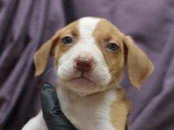 Calpella -  Pit Bull Terrier and Mixed Breed Dog for Adoption in Portland, Oregon - Calpella | PetCurious