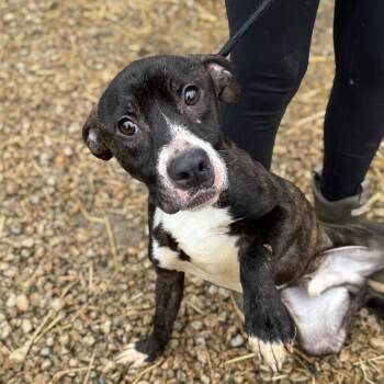 Pit Bull Terrier Dogs Available for Adoption - Stanley | PetCurious