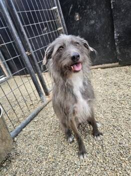 FRANCIS -  Schnauzer and Mixed Breed Dog for Adoption in Frisco, Colorado - FRANCIS | PetCurious