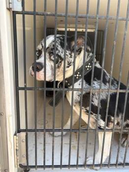 PINKY -  American Bulldog and Mixed Breed Dog for Adoption - PINKY | PetCurious