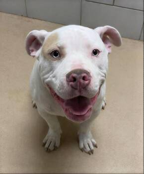 Timmy -  Mixed Breed Dog for Adoption in Nashville, Tennessee - Timmy | PetCurious